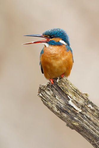 Eisvogel, der im Wurf fotografiert wurde.