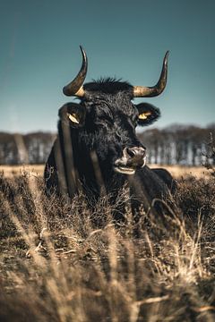 Spaanse stier van Colin van Wijk