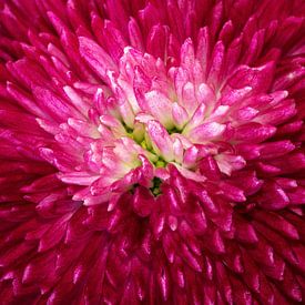 Heart of a double-flowered daisy by MMFoto