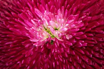 Heart of a double-flowered daisy
