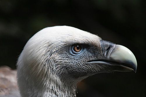 Vale Gier Zuid-Europees dier roofvogel