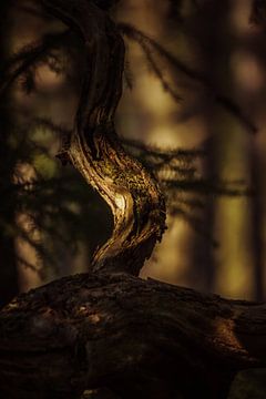 Zonsondergang in het bos van Wolbert Erich