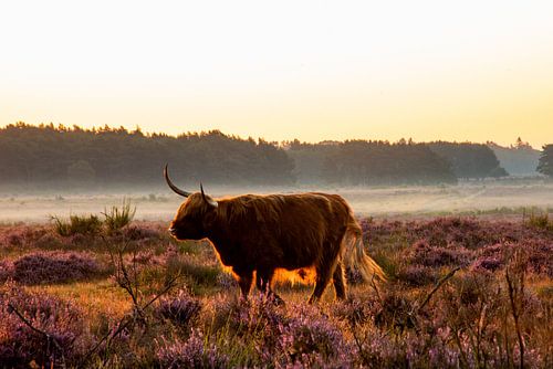 Scottish Highlander in the mist
