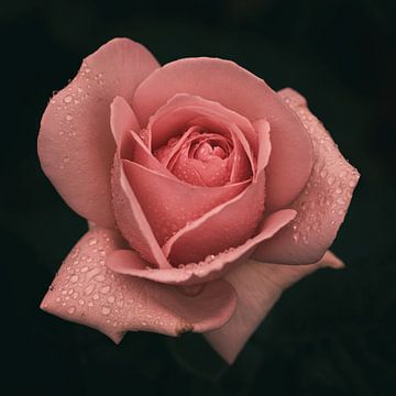 Roze roos met druppels van Saskia Schotanus