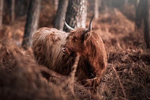 Highlander écossais parmi les fougères