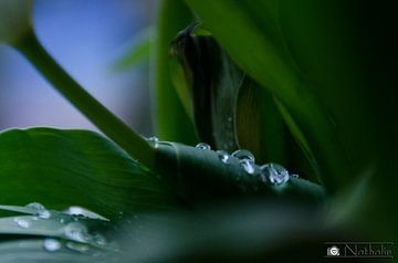 Druppels op een tulpenblad by Nathalie den Besten