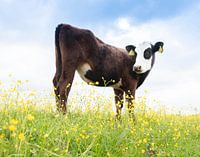 schattig zwart kalf met wit gezicht in weiland vol boterbloemen in het voorjaar steekt kont omhoog en kijkt nieuwsgierig in de camera