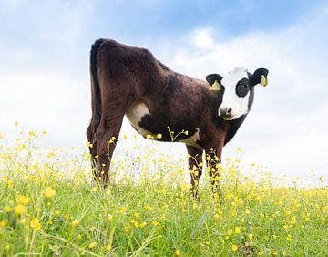 cute black calf with white face in meadow full of buttercups in spring sticks butt up and looks curiously into camera by anton havelaar