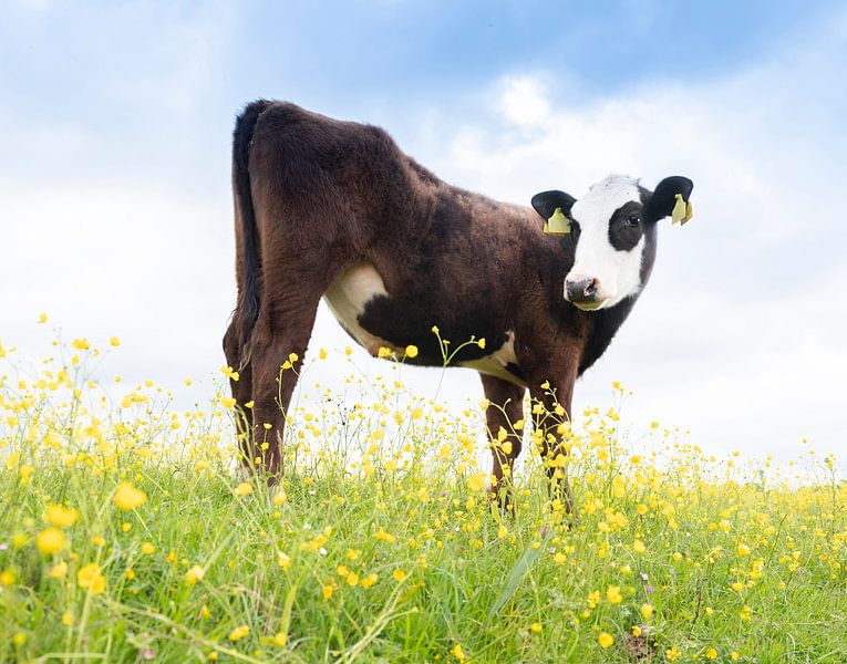 schattig zwart kalf met wit gezicht in weiland vol boterbloemen in het voorjaar steekt kont omhoog en kijkt nieuwsgierig in de camera van anton havelaar