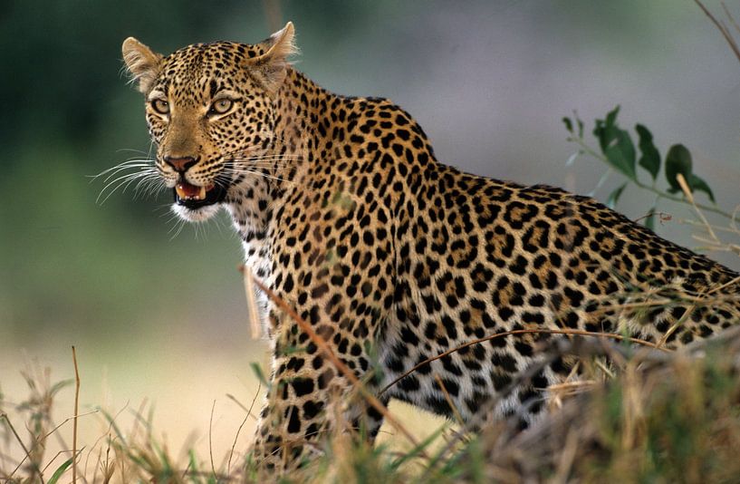 Leopard by Paul van Gaalen, natuurfotograaf