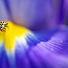 Citroenlieveheersbeestje op een blauwe iris von Carol Thoelen