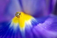 Citroenlieveheersbeestje op een blauwe iris van Carol Thoelen thumbnail