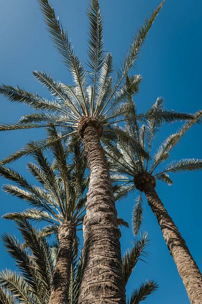 Tropical sky by Xander Broekhuizen