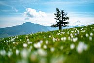 Flowery view of the Grünten from noon by Leo Schindzielorz thumbnail