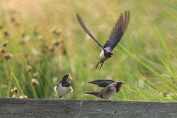 Swallows by Rinnie Wijnstra