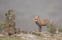 Vos / Fox by Pascal De Munck thumbnail