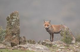 Vos / Fox van Pascal De Munck