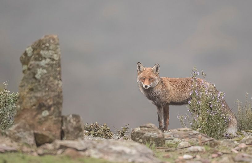 Vos / Fox by Pascal De Munck