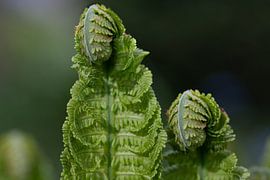 Grüner junger Farn rollt sich auf von Ulrike Leone