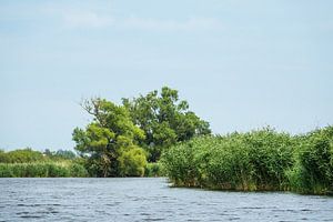 Landscape with trees on the river Peene van Rico Ködder