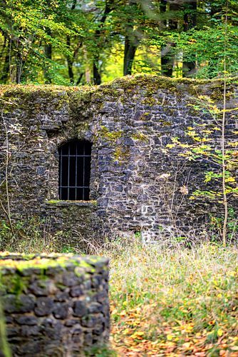 Caché dans la forêt