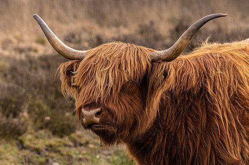 Schotse Hooglander Koe