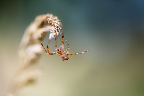 Spinne bei der Arbeit