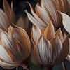 Forever Yours - modern fantasy flower still life by FRESH Fine Art