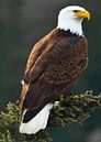 Weisskopfseeadler von Max Steinwald Miniaturansicht