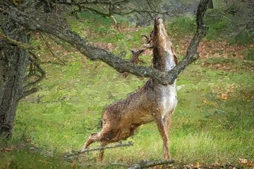Male deer in rutting season by Carla van Zomeren