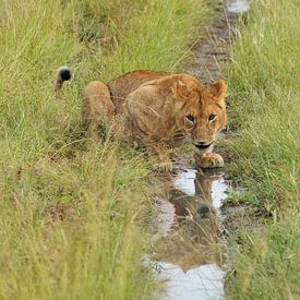 Löwe in den Lobo-Hügeln im Norden der Serengeti von Esther van der Linden