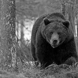 Ours brun dans la forêt sur Michel de Beer