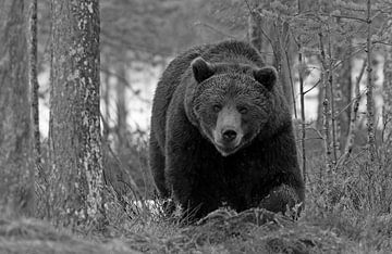 Bruine beer in het bos