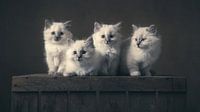 Kittens by Elles Rijsdijk thumbnail