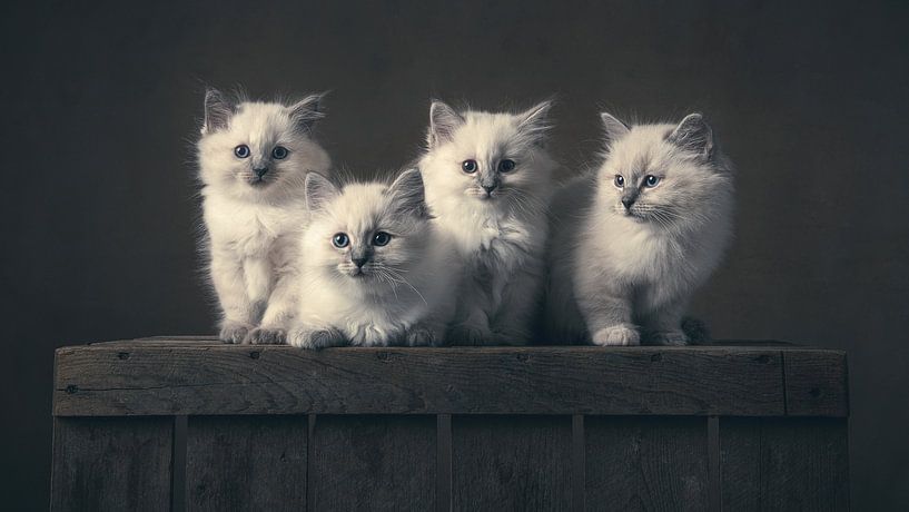 Kittens by Elles Rijsdijk