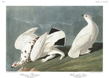 American Ptarmigan and White-Tailed Grous