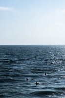 Trois surfeurs dans le Pacifique