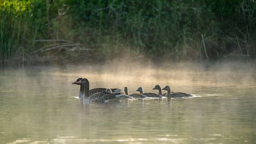 Graugans mit Jungen von Reinder Tasma