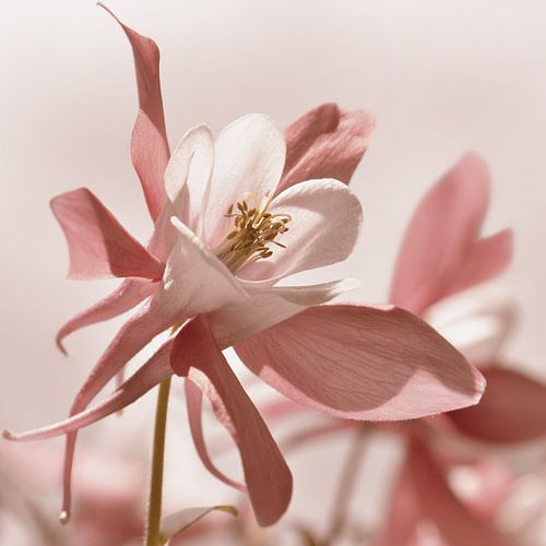 Columbine van Violetta Honkisz