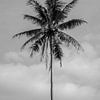 Palmier noir et blanc à Bali sur Ellis Peeters