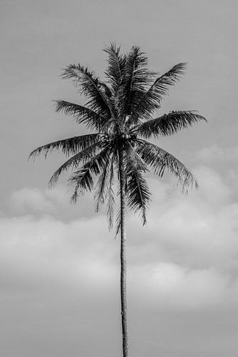 Zwart wit palmboom op Bali