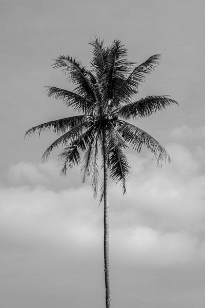Zwart wit palmboom op Bali van Ellis Peeters