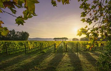 Weinberg von Bolgheri und Pinien bei Sonnenaufgang. Toskana