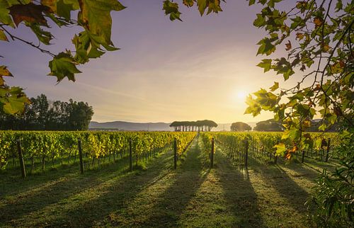 Bolgheri wijngaard en pijnbomen bij zonsopgang. Toscane