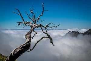 arbre mort sur Stefan Bauwens Photography