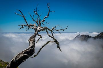 dode boom van Stefan Bauwens Photography