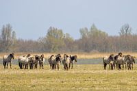 Konikpaarden