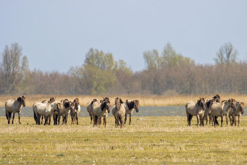 Konik horses by Goffe Jensma