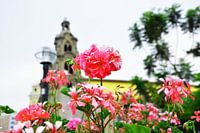 Rose bloem met kerk op de achtergrond
