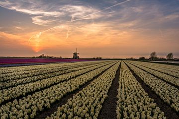 Hyacinth fields. van Carla Matthee